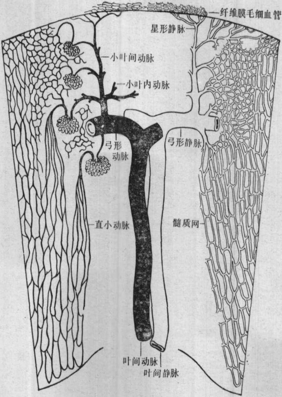图10～11 肾皮质、髓质之毛细血管